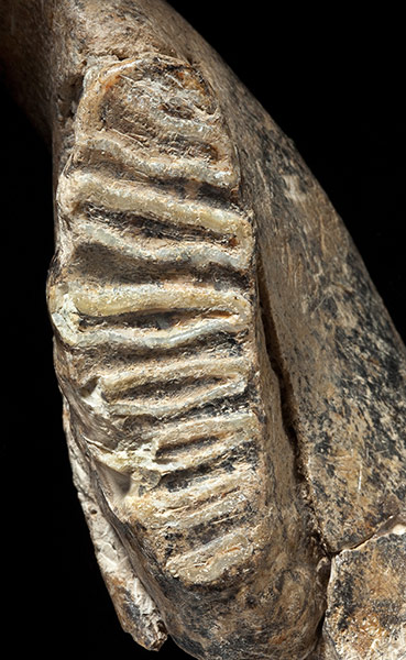 Natural History Treasures: The Natural History Museum reveals its Treasures