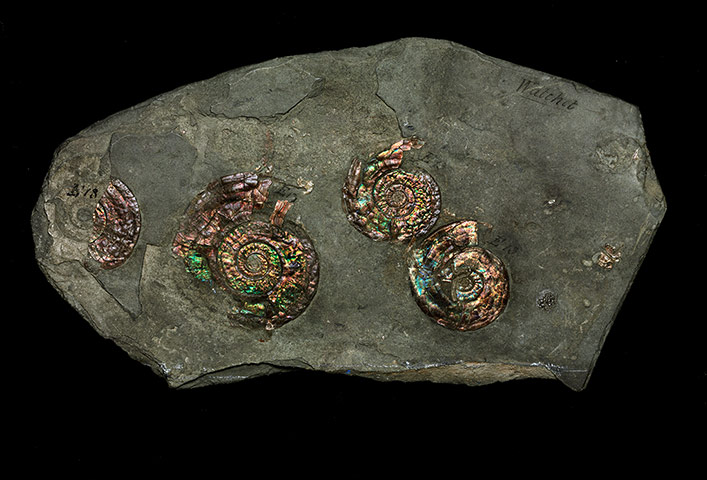 Natural History Treasures: The Natural History Museum reveals its Treasures