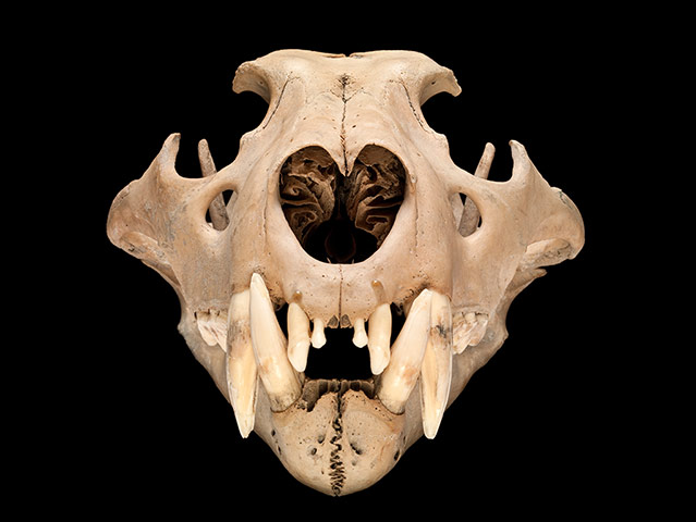 Natural History Treasures: The Natural History Museum reveals its Treasures