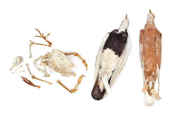 Natural History Treasures: The Natural History Museum reveals its Treasures