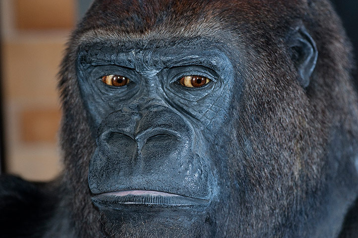 Natural History Treasures: The Natural History Museum reveals its Treasures