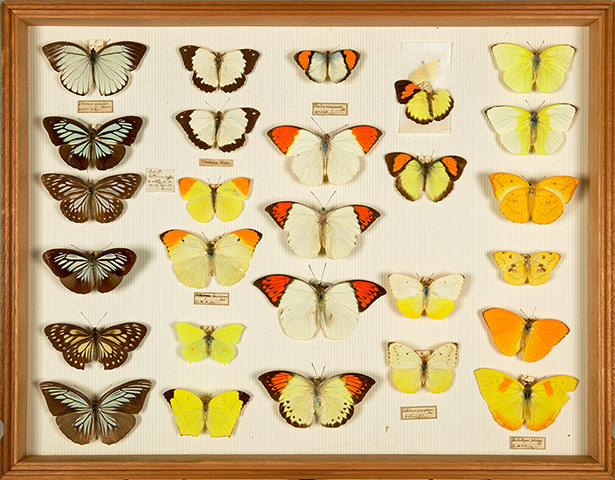 Natural History Treasures: The Natural History Museum reveals its Treasures
