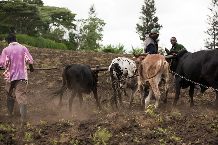 Global Development: Global development professionals