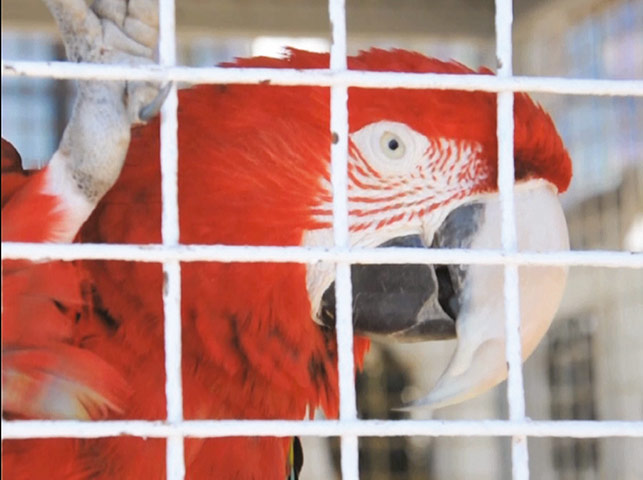 New Contemporaries: Piotr Krzymowski, 73, 2012, HD video