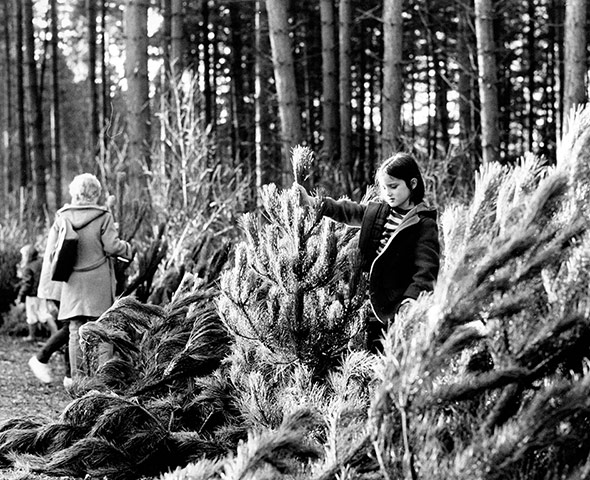 GNM Archive Christmas: Choosing a Christmas tree