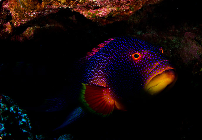 Pitcairn: Yellow-edge lyretail hiding in a cave at Pitcairn