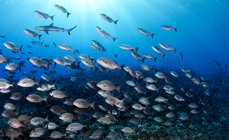 Pitcairn: A grey reef shark patrols the reef over a school of rudderfish