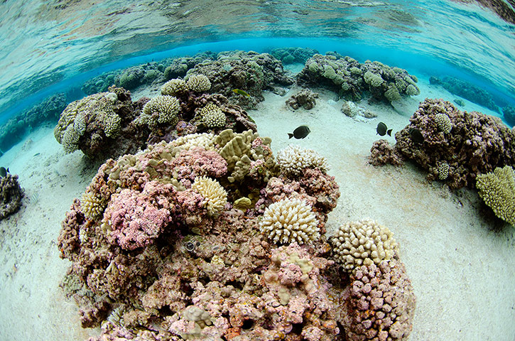 Pitcairn: The shallow reefs of Henderson