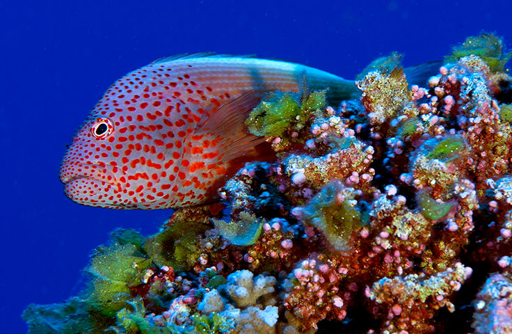 Pitcairn: The blackside hawkfish is an ambush predator