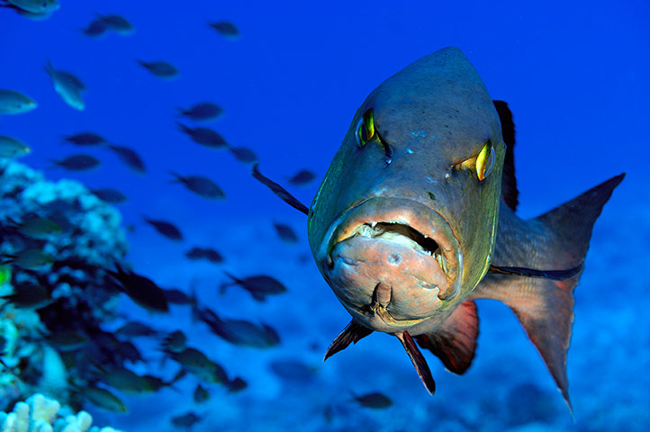 Pitcairn: The twinspot snapper is an abundant predator