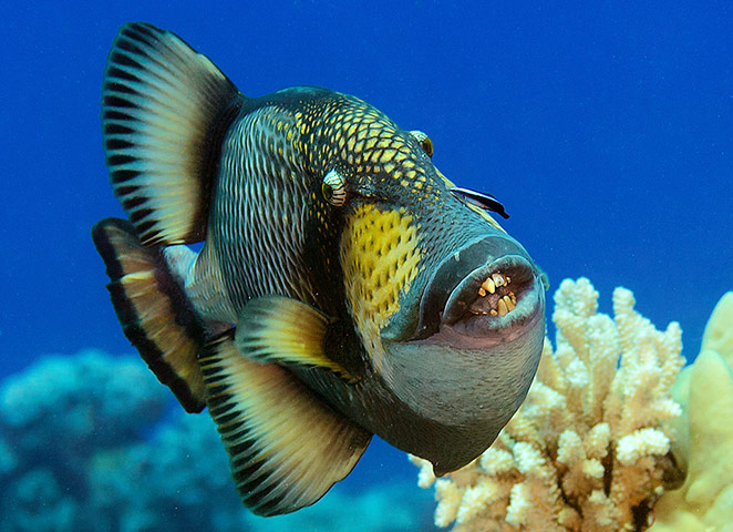 Pitcairn: The Titan triggerfish