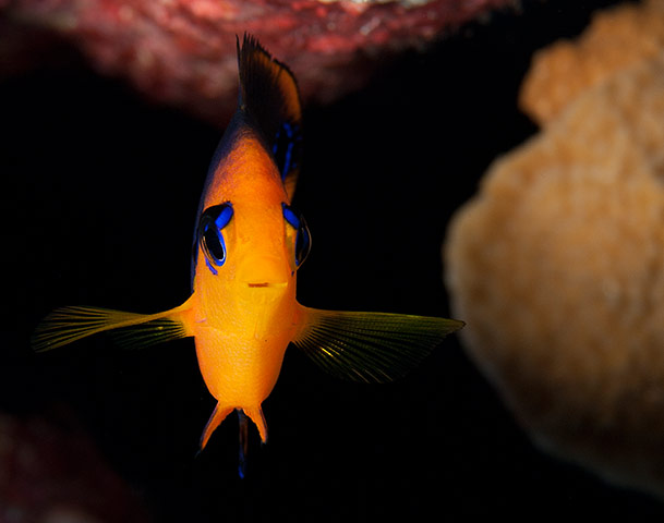 Pitcairn: The regional endemic Hotumotua angelfish