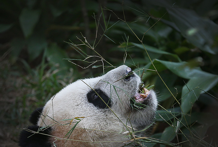 24hours in pictures: Giant Panda Kai Kai at Giant Panda Forest exhibit at the River Safari