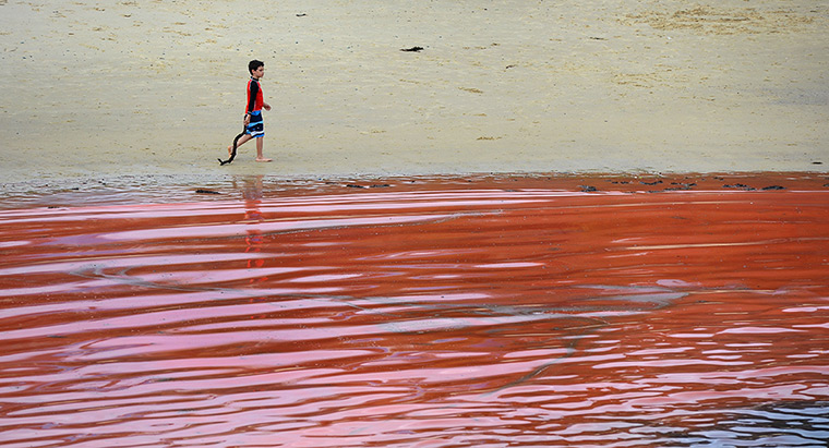 Sydney algae: A boy walks past a red algae bloom at Sydney's Clovelly Beach