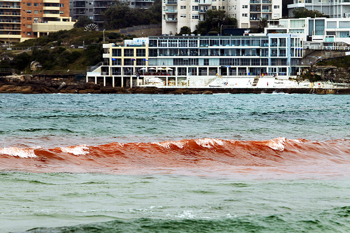 Sydney algae: The red algae closed some beaches for swimming, including Bondi Beach