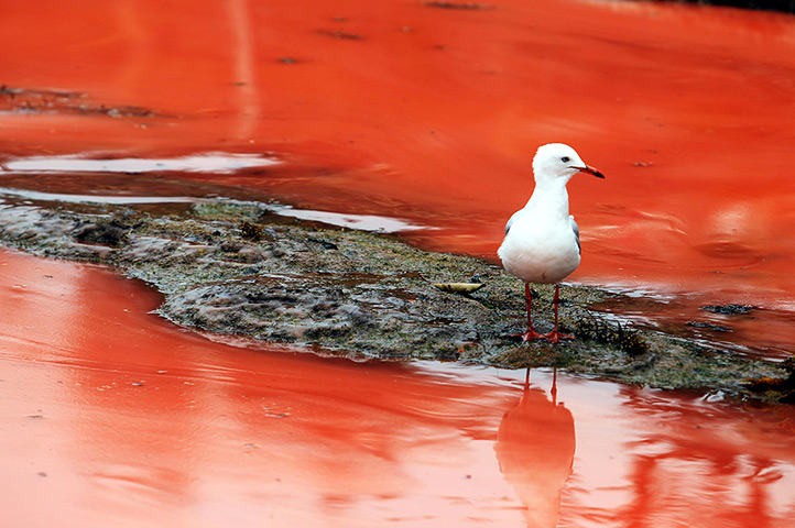 Sydney algae: A seagull stands near red algae bloom