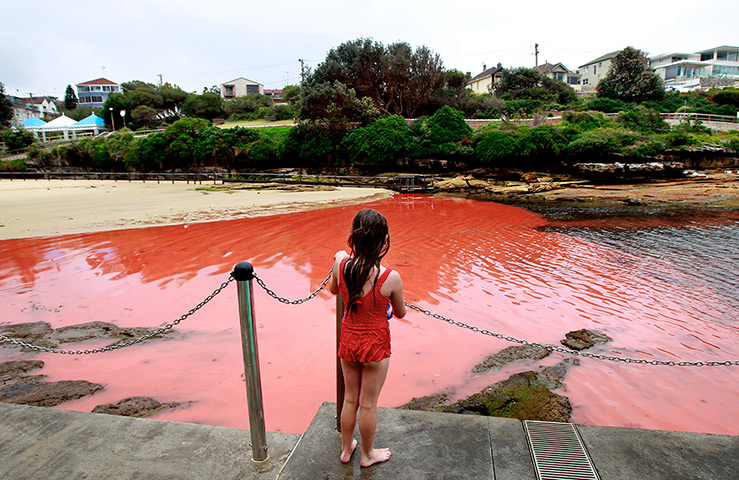 Sydney algae: A girl looks at the algal bloom at Clovelly Beach