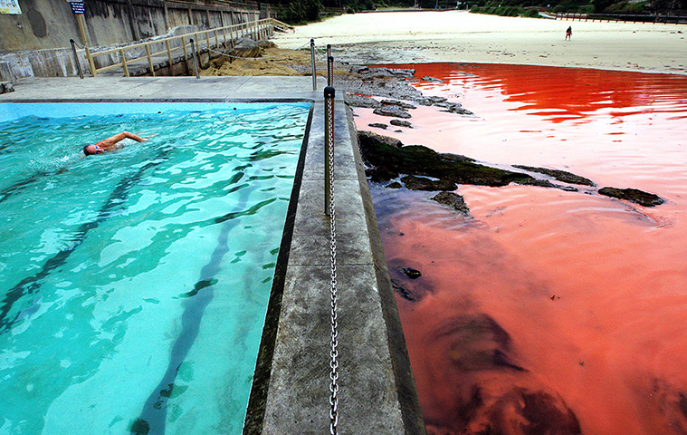 Sydney algae: A man swims in a pool next to the closed beach