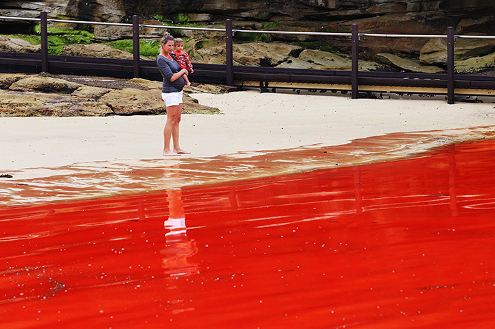 Sydney algae: A mother and her daughter look at the tide at Clovelly Beach 