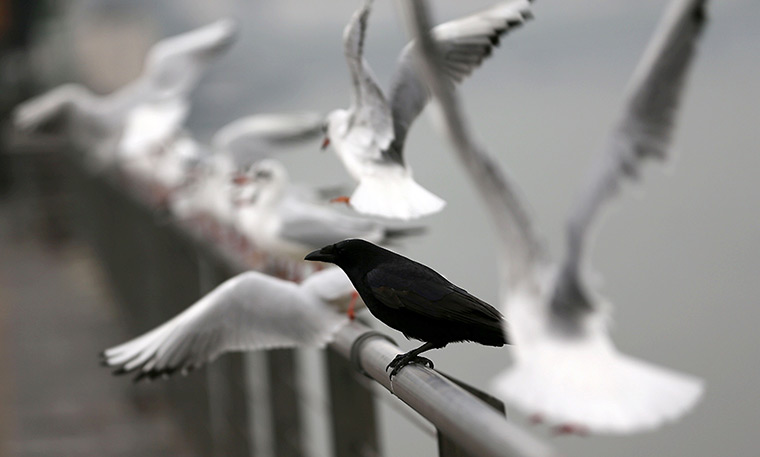 24 hours in pictures:  Seagulls fly around a crow