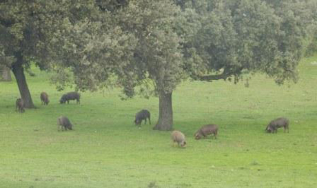 Pigs Eating Acorns