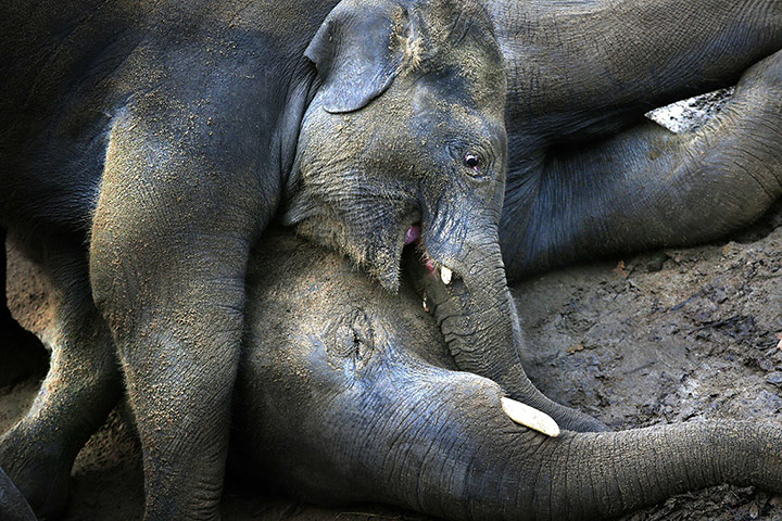 Week in Wildlife: Elephant mother and her young at Emmen zoo