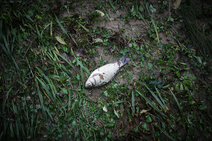 Week in Wildlife: Floods in Ortonovo after heavy night rains
