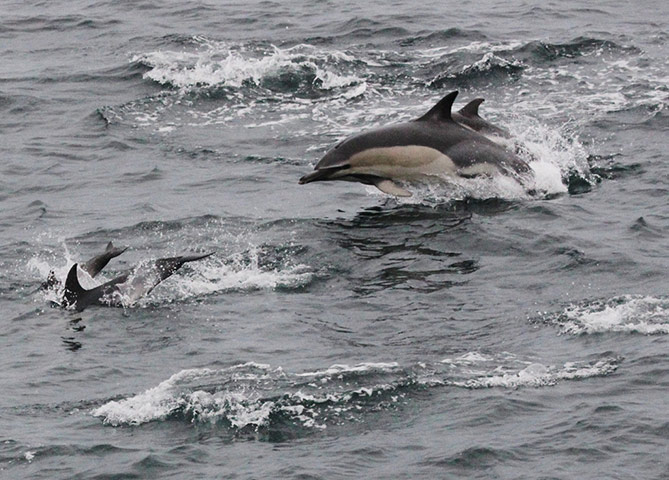 Week in Wildlife: Common dolphins spotted from the Scillonian III, Cornwall