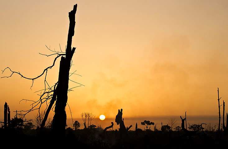 Week in Wildlife: Indonesia Ministry of Environment vs the palm oil company PT Kallista Alam