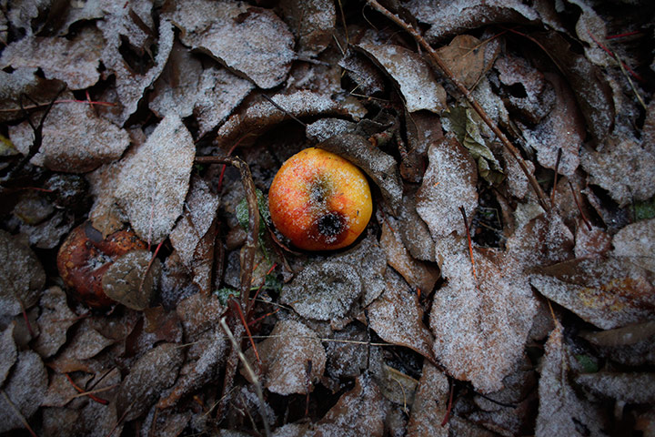 Week in Wildlife: An apple fallen from the tree 