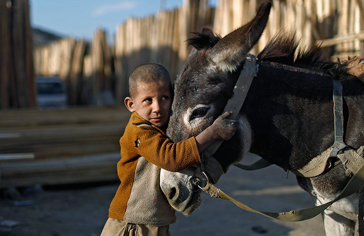 24 hours: A boy stands next to his donkey cart outside a timber market