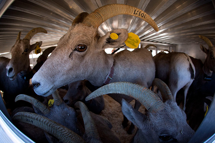 Twenty Photos: 25 captured big horn sheep await transport to Utah