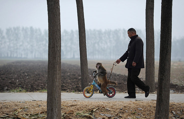 Twenty Photos: A two-year-old macaque is trained to ride a bicycle in China