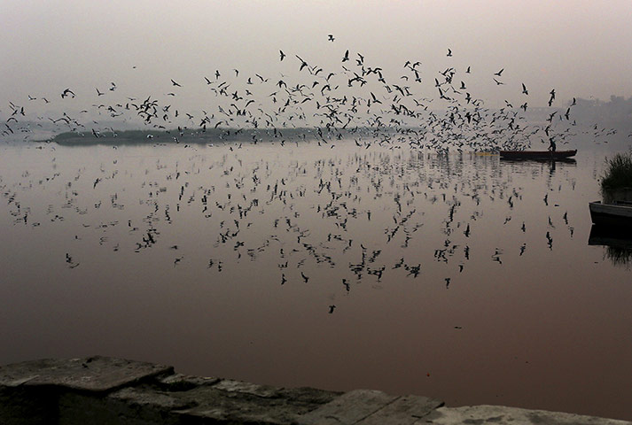 Twenty Photos: An Indian boatman feeds birds on the Yamuna River in New Delhi, India