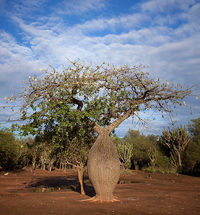 Week in wildlife: Toborochi or samou tree in The Gran Chaco