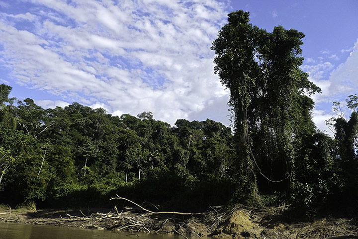 Week in wildlife: View of the jungle in Yasuni National Park