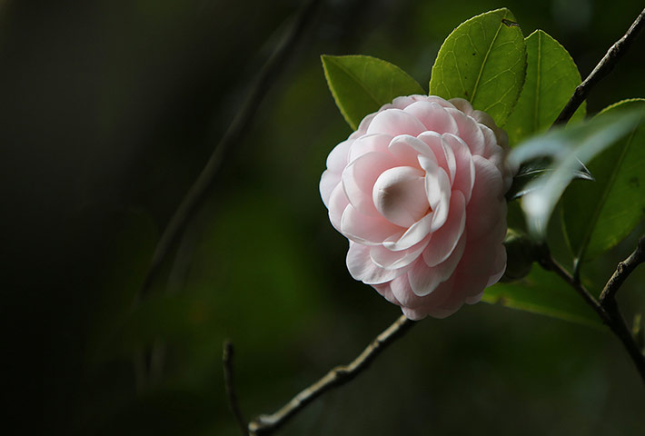 Week in wildlife: CHINA-TAIPEI-YANGMING MOUNTAIN-SCENERY (CN)