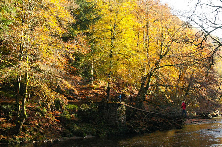 UK weather: Staward Gorge, Northumberland: Walker cross the bridge over River Allen