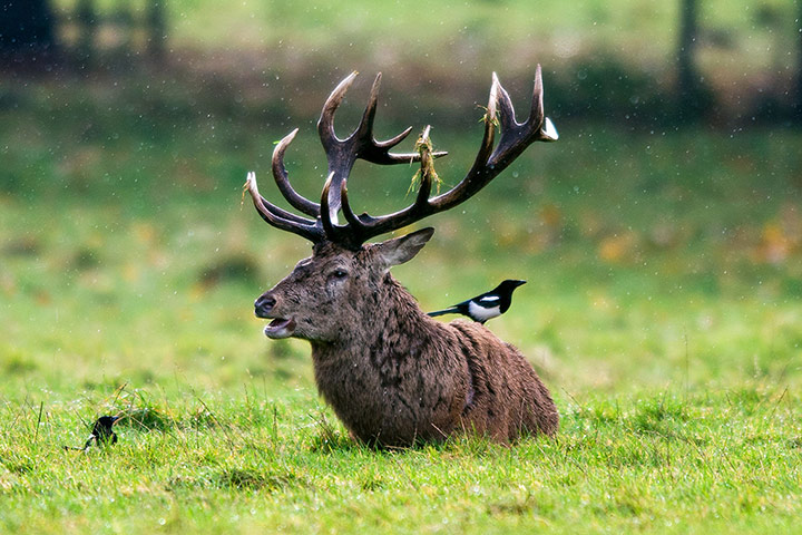 UK weather: Wollaton Park, Nottingham: A magpie sits on the back of a deer in the rain