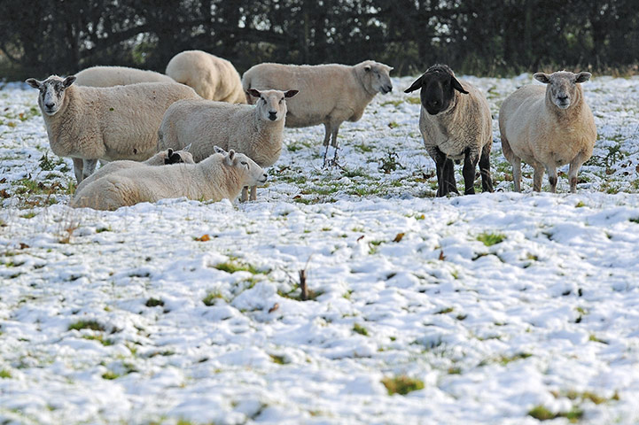 UK weather: Garrowby, Yorkshire: Sheep stand in a snow covered field after snowfall