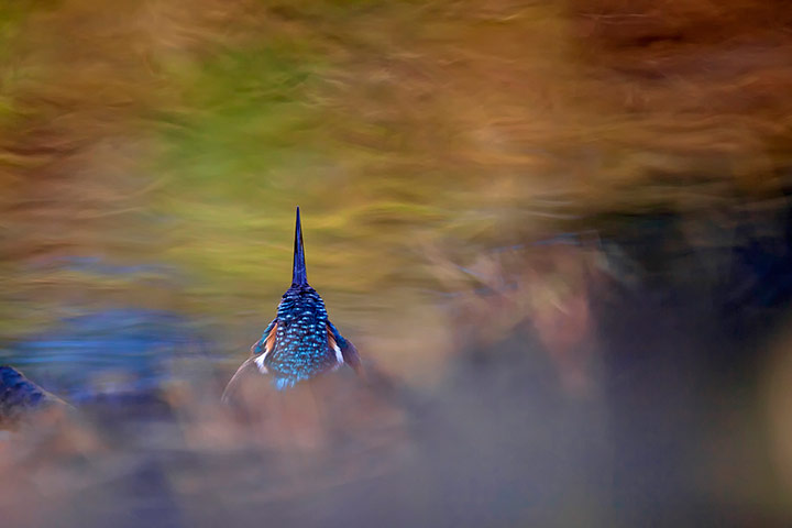 2012 GDT : European Wildlife Photographer