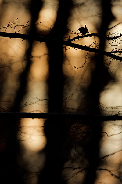 2012 GDT : European Wildlife Photographer