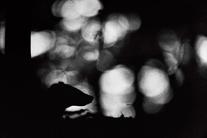 2012 GDT : European Wildlife Photographer