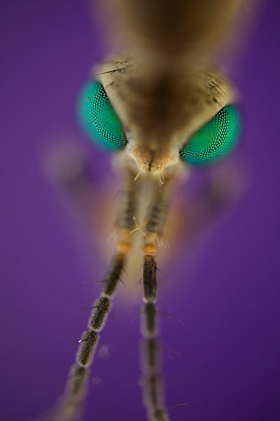 2012 GDT : European Wildlife Photographer