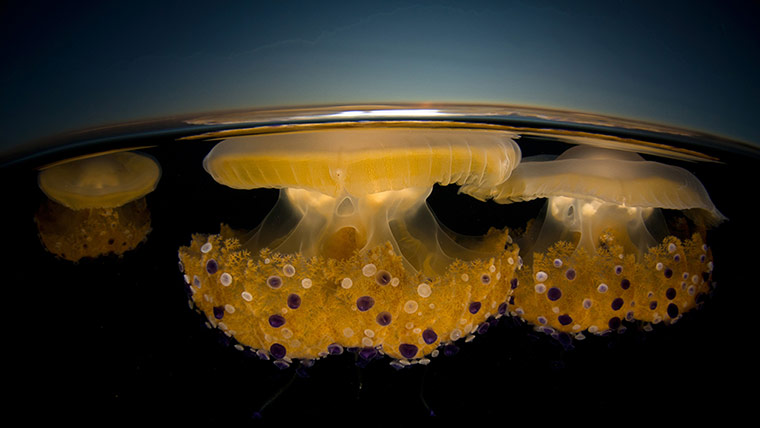 2012 GDT : European Wildlife Photographer