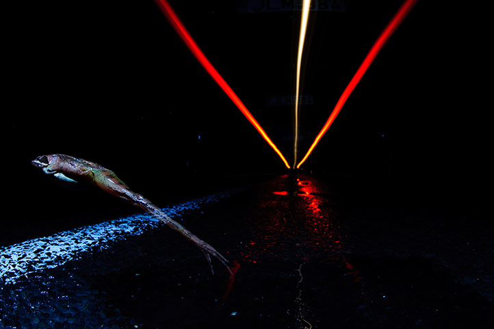 2012 GDT : European Wildlife Photographer