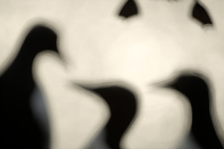 2012 GDT : European Wildlife Photographer