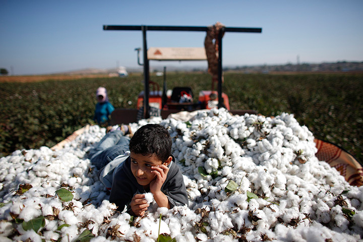 24 hours in pictures: A 9-year old Syrian refugee boy lies over cotton clumps 