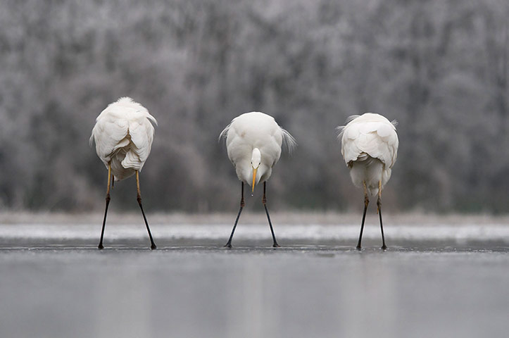 2012 GDT : Back front back , European Wildlife Photographer 