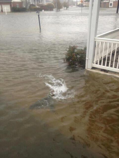 Fake image of shark in front yard 